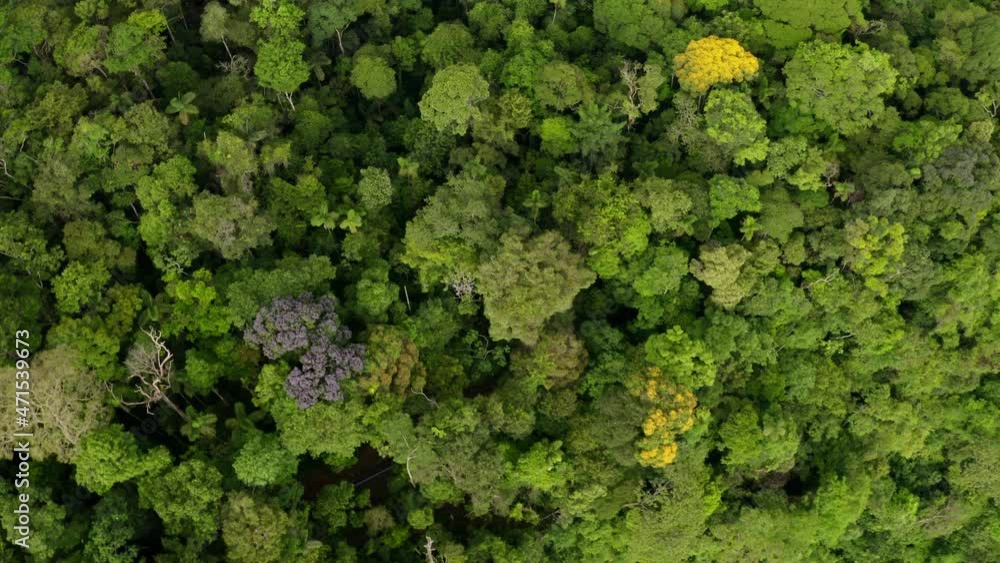 Aerial top down view, zooming out on tropical forest canopy: a stunning nature background of flowering trees Aerial top down view, zooming out on tropical forest canopy: a stunning nature background of flowering trees