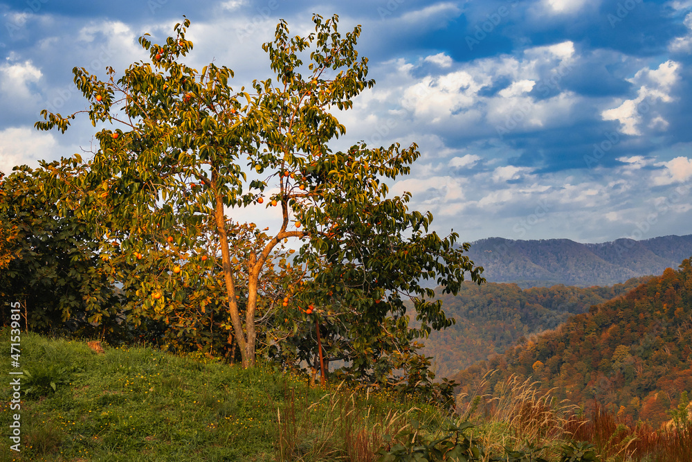 Persimmon tree on a sunny day against the background of mountains and blue sky with white clouds. Ripe bright persimmon fruits grow on a tree with green foliage on an autumn day. Harvesting persimmons Persimmon tree on a sunny day against the background of mountains and blue sky with white clouds. Ripe bright persimmon fruits grow on a tree with green foliage on an autumn day. Harvesting persimmons