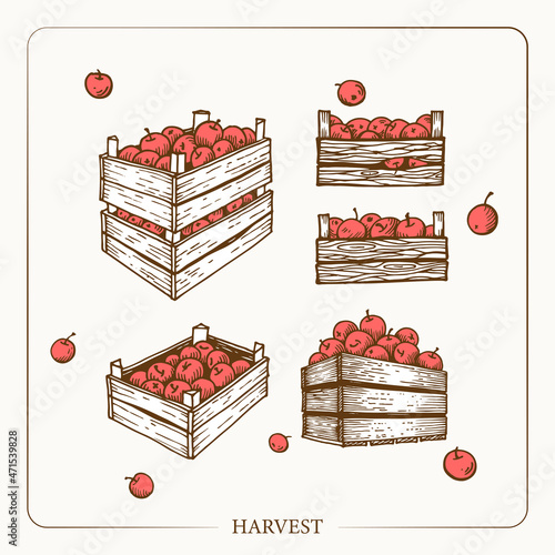 Harvest apples in wooden crates. Vintage sketch garden background. Hand drawn design. Vector illustration. 