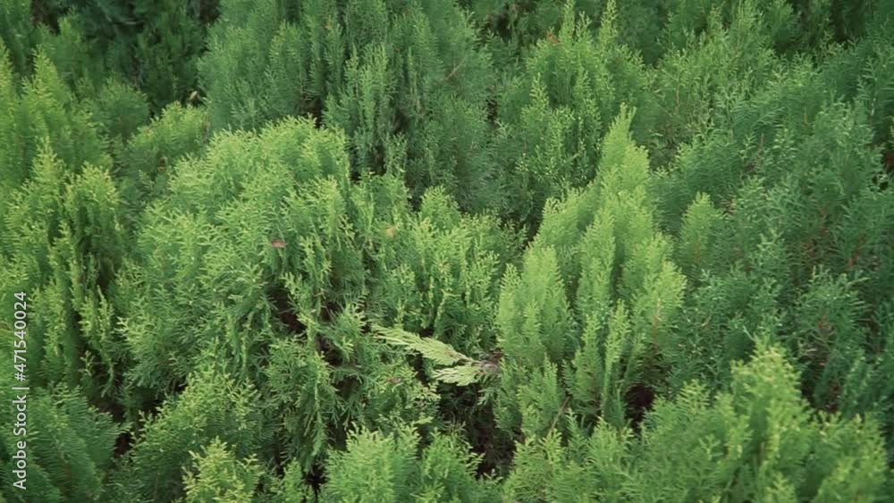 Landscape and daily life of Park City in Chengdu, Sichuan, China