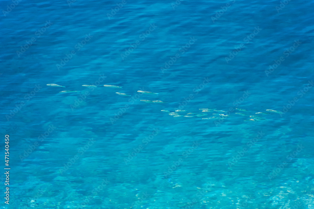 Obraz premium Fishes Under Water Surface.