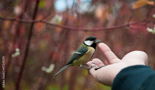a man feeds a chickadee with his hand. a bird on the arm. beautiful tit. man and bird.