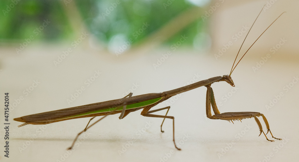 praying mantis on white background praying mantis on white background