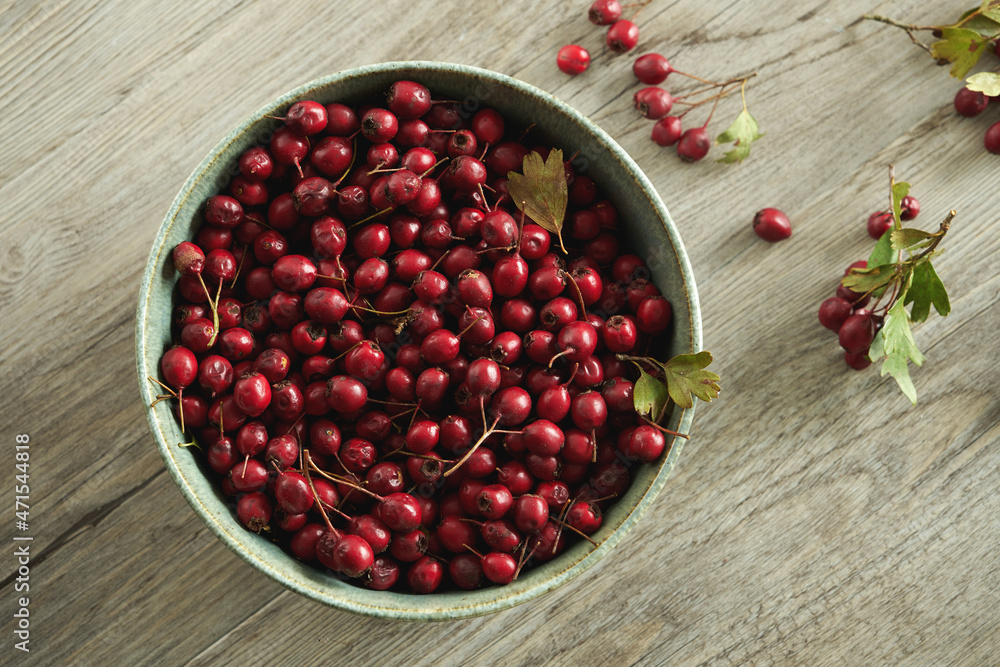Hawthorn red berries harvest Hawthorn red berries harvest