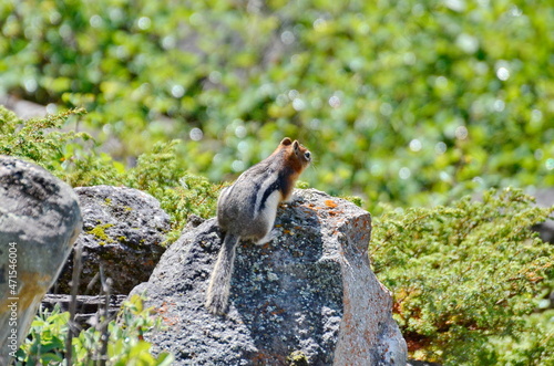 Golden Mantled Ground Squirrel sitting on a rock in Jasper National Park.