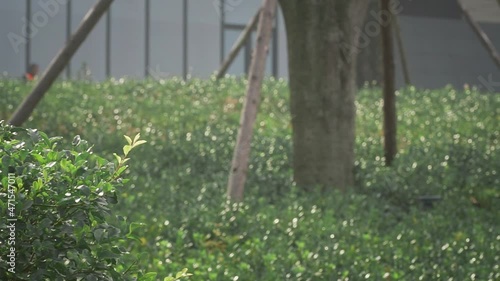 Landscape and daily life of Park City in Chengdu, Sichuan, China