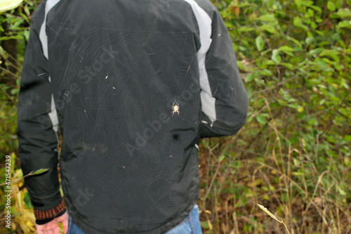 big spider in the forest on the background of a black jacket men