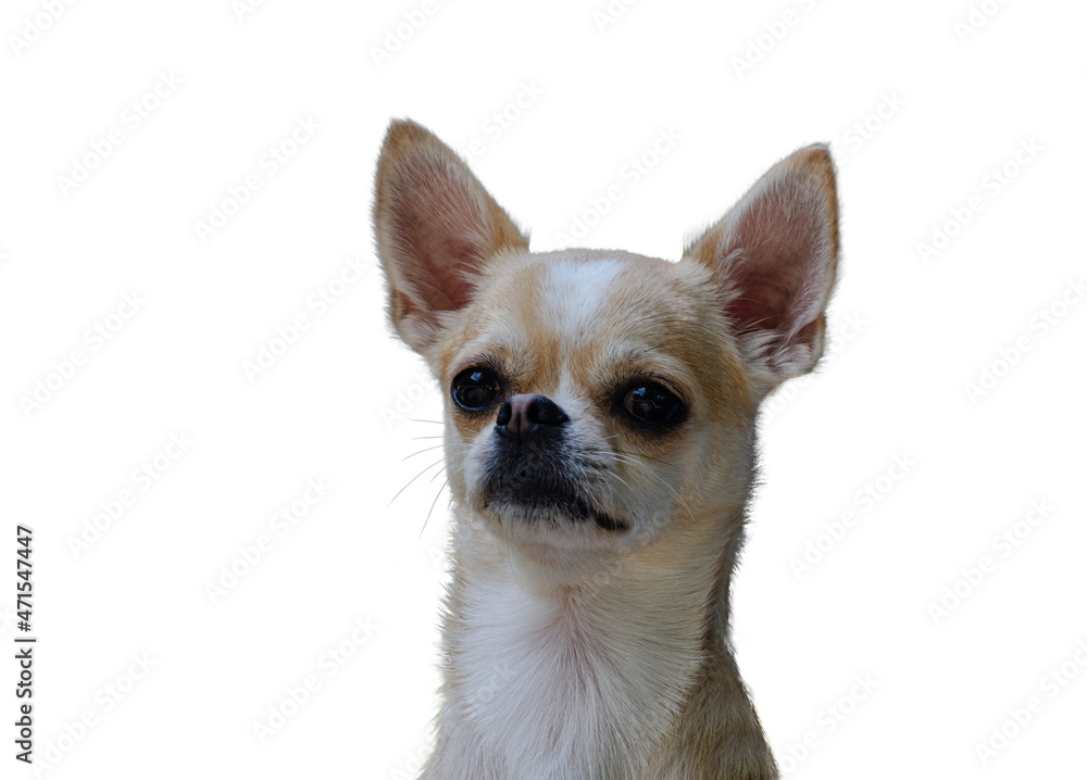 Chihuahua dog on a white background, the dog is very cute