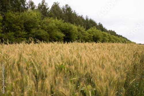 Wheat ears growing in a farm field, agriculture growing wheat grain