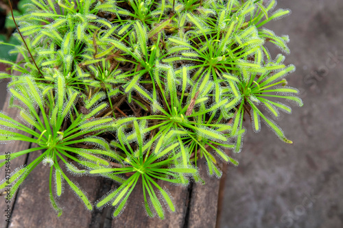 Drosera Capensis
