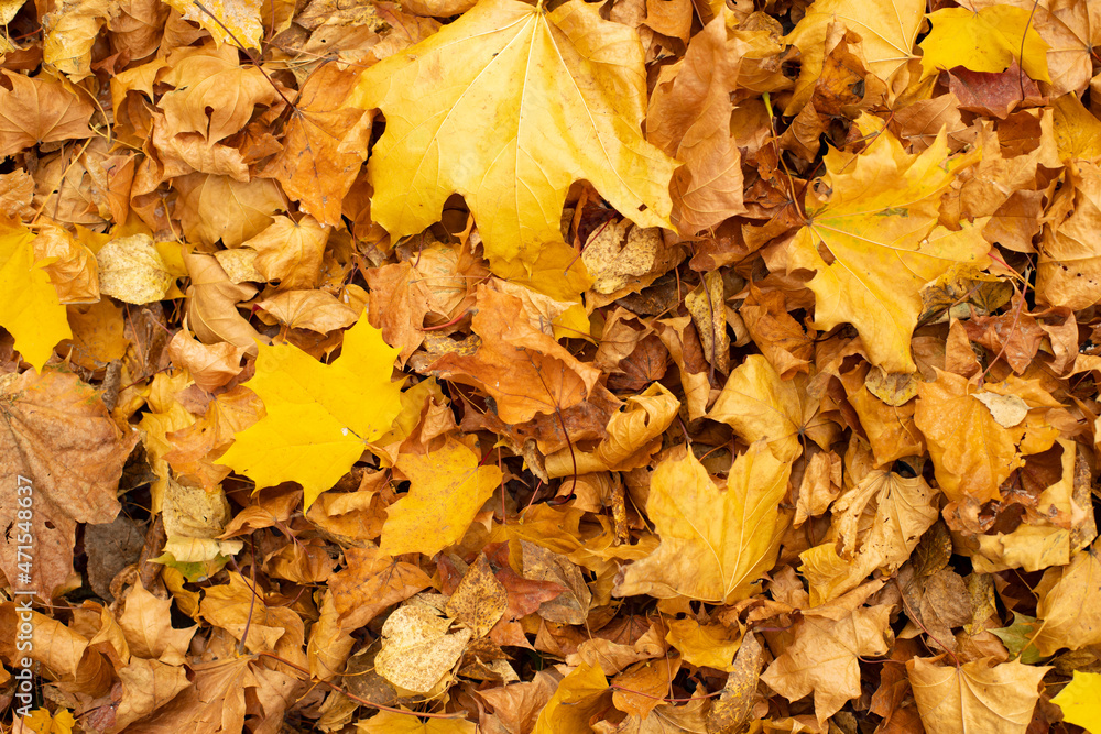 Yellow autumnal maple leaf on the ground, autumn natural plant background Yellow autumnal maple leaf on the ground, autumn natural plant background