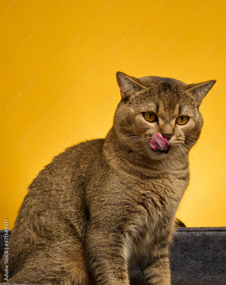 portrait of an adult gray Scottish straight cat on a yellow background