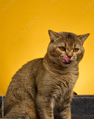 portrait of an adult gray Scottish straight cat on a yellow background