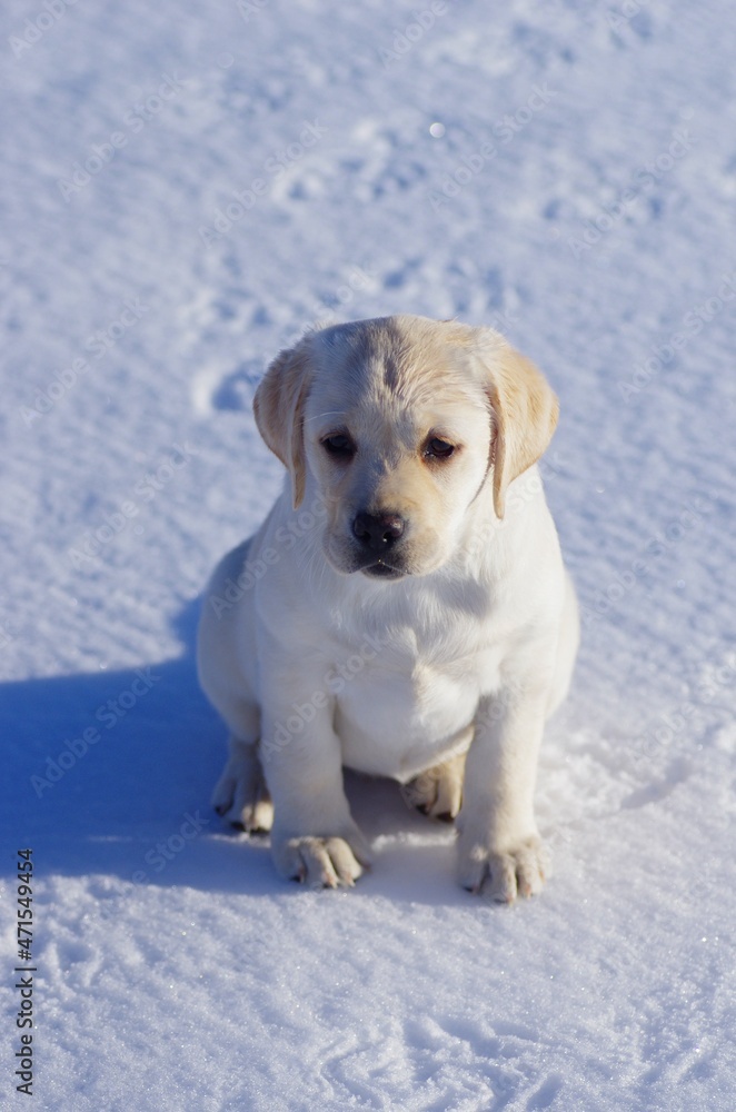 Happy labrador puppy having fun outdoors during winter