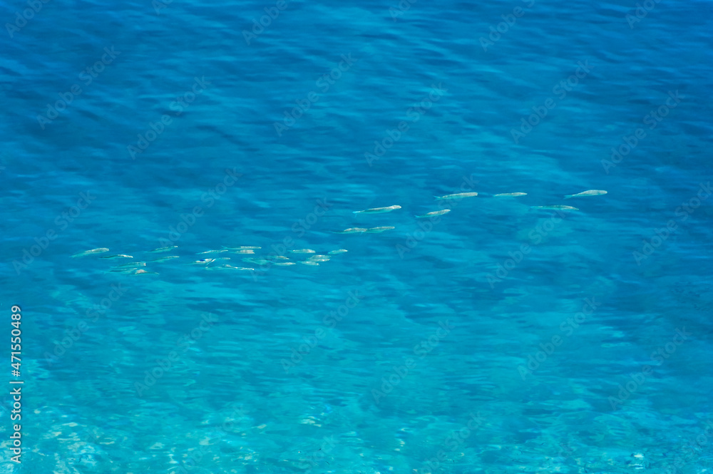 Fishes Under Water Surface.