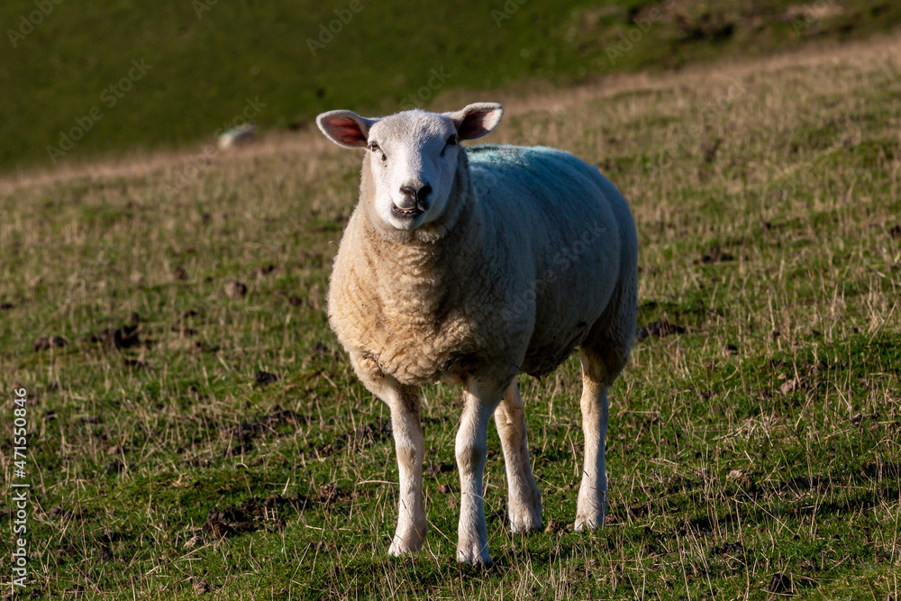 A sheep in the Sussex countryside, looking at the camera A sheep in the Sussex countryside, looking at the camera