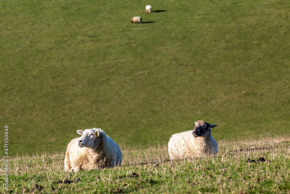 Fototapeta premium Sheep on a South Downs hillside, with a shallow depth of field