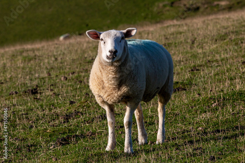 A sheep in the Sussex countryside, looking at the camera