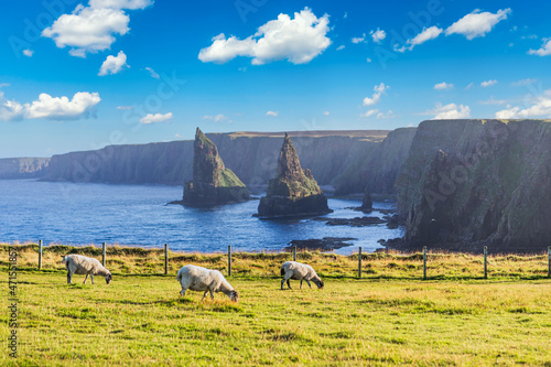 Sunset at Stacks of Duncansby, with a flock of sheep grazing, Duncansby Head, John or 'Groats, Caithness, Scotland, United Kingdom