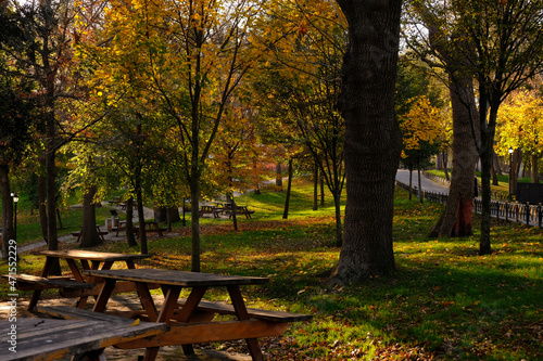 Scenic Autumnal Landcape. Wooden Benches Before Trees And Foliage.