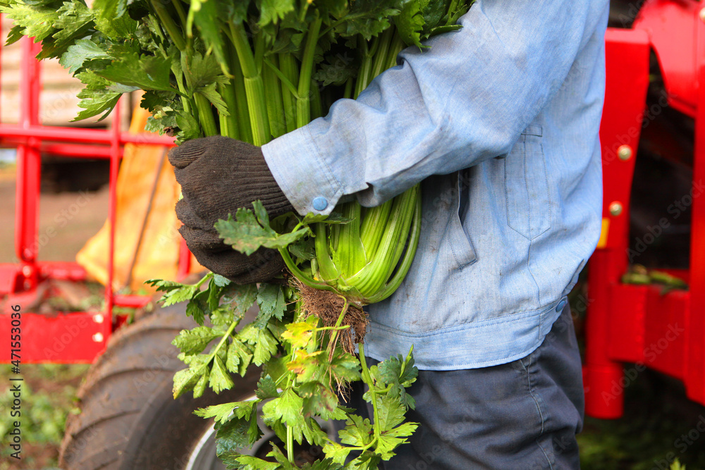 Worker or farmer holds a large armful of celery in his hands. An unrecognizable personality. The harvest season of vegetables and root crops. Autumn work on the farm. Worker or farmer holds a large armful of celery in his hands. An unrecognizable personality. The harvest season of vegetables and root crops. Autumn work on the farm.