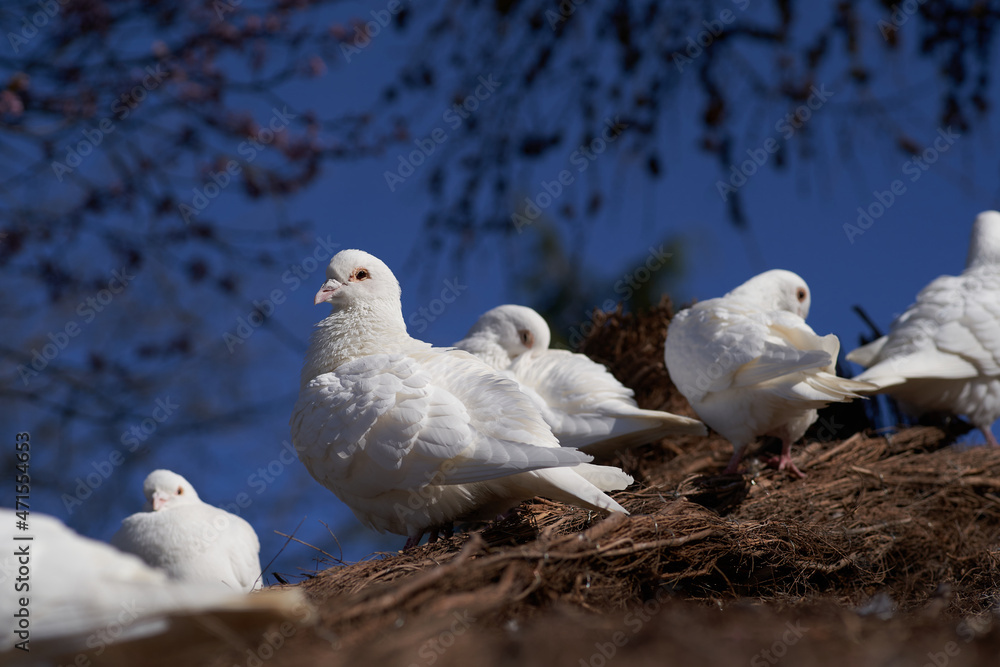 White carrier pigeon close up White carrier pigeon close up