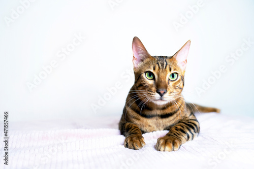 Close-up portrait of pet F2. Purebred Bengal cat, leopard color. Photo of a cat sitting in the studio. Copy Space © Дарья Шуйскова