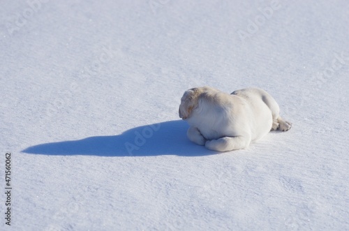 Happy labrador puppy having fun outdoors during winter