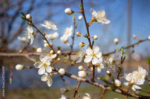 Blooming cherry tree. Pollinating season, selective focus. Beautiful springtime background