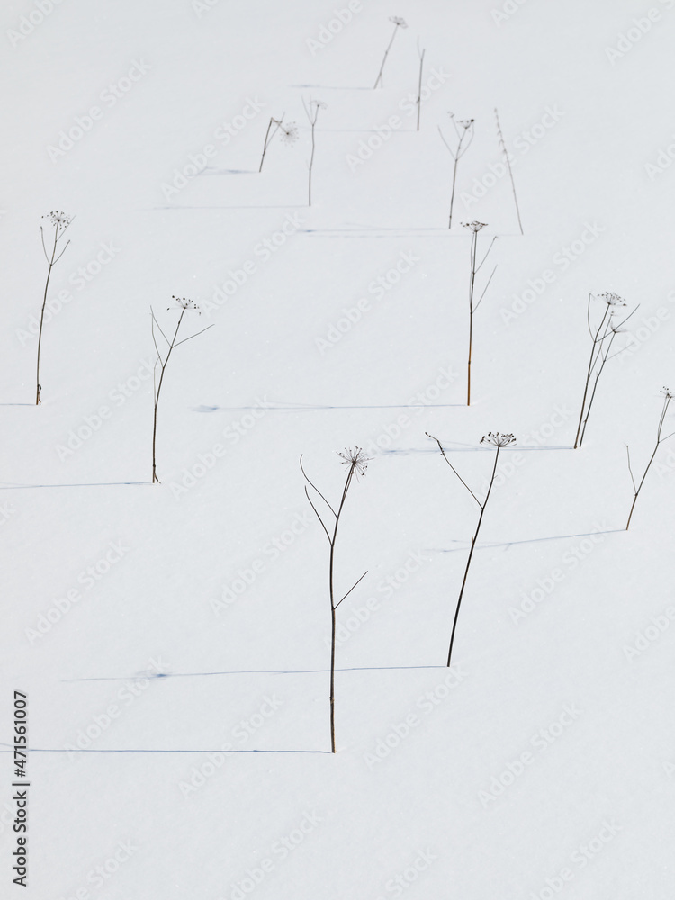Dried herbs with shadows on snow field