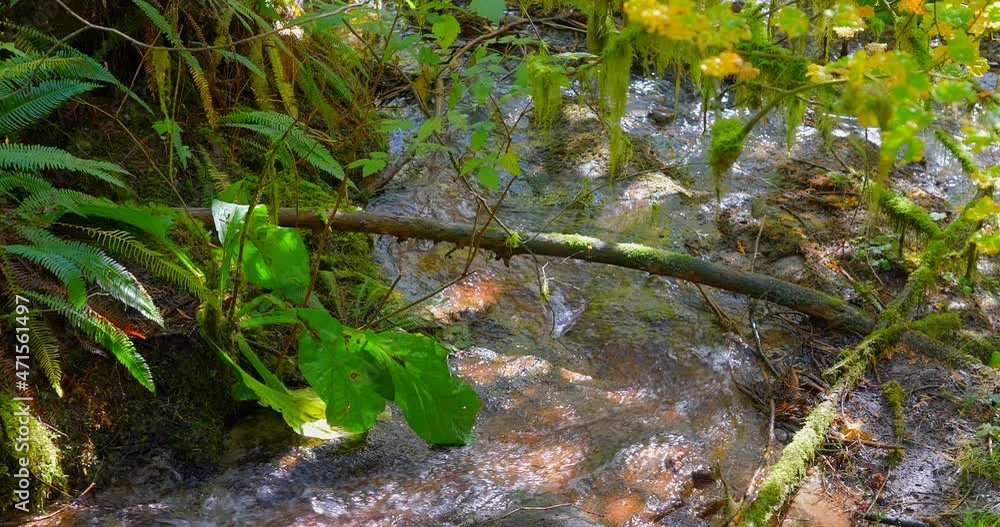 Establishing shot of majestic mountain creek with rocky background in Vancouver, Canada, North America. Day time on September 2021. Still camera view. ProRes 422 HQ. Establishing shot of majestic mountain creek with rocky background in Vancouver, Canada, North America. Day time on September 2021. Still camera view. ProRes 422 HQ.