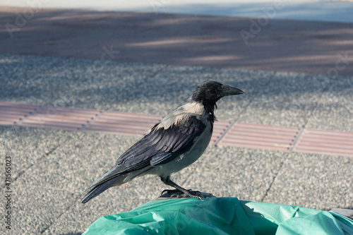 raven on a bin standing