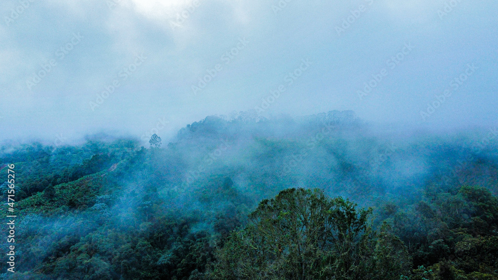 fog in the forest fog in the forest