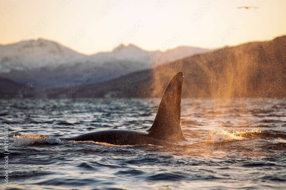 Obraz premium Orcas outside Tromsø, Norway. Photo: Marius Fiskum