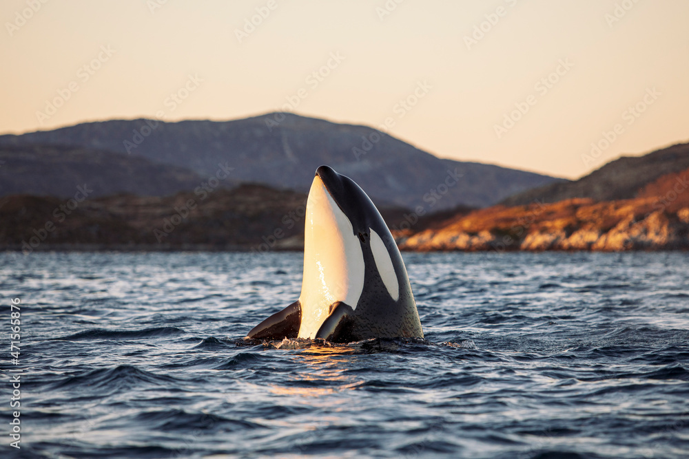 Orcas outside Tromsø, Norway.
Photo: Marius Fiskum - obrazy, fototapety, plakaty 