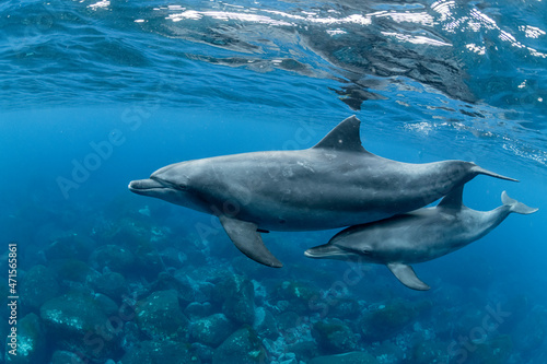 Obraz na plátně Indian Bottlenose Dolphin