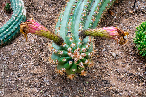 view of a echinopsis candicans cactus photo