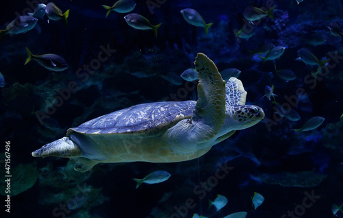 Fotografiet A Sea Turtle Swims In An Indoor Aquarium.