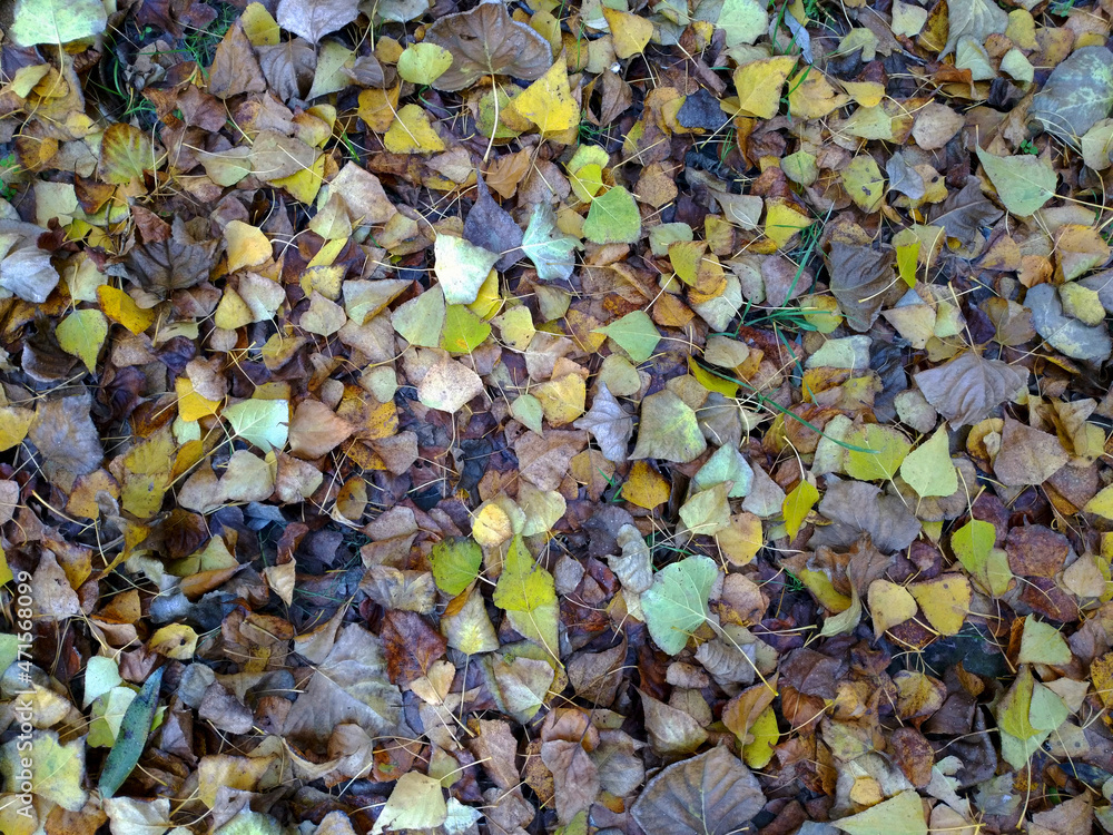 Wet autumn leaves of different colors with water drops on the ground in the forest. some fresh leaves began to rot from dampness. Autumn background Wet autumn leaves of different colors with water drops on the ground in the forest. some fresh leaves began to rot from dampness. Autumn background