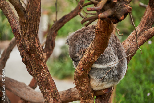 The Koala, is an arboreal herbivorous marsupial native to Australia. It is the only extant representative of the family Phascolarctidae and its closest living relatives are the wombats