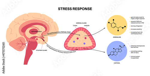 Stress responce system photo