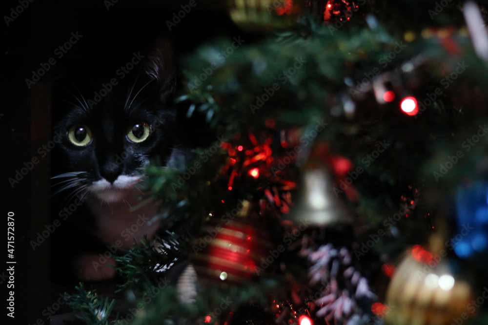 Obraz premium cat on christmas tree