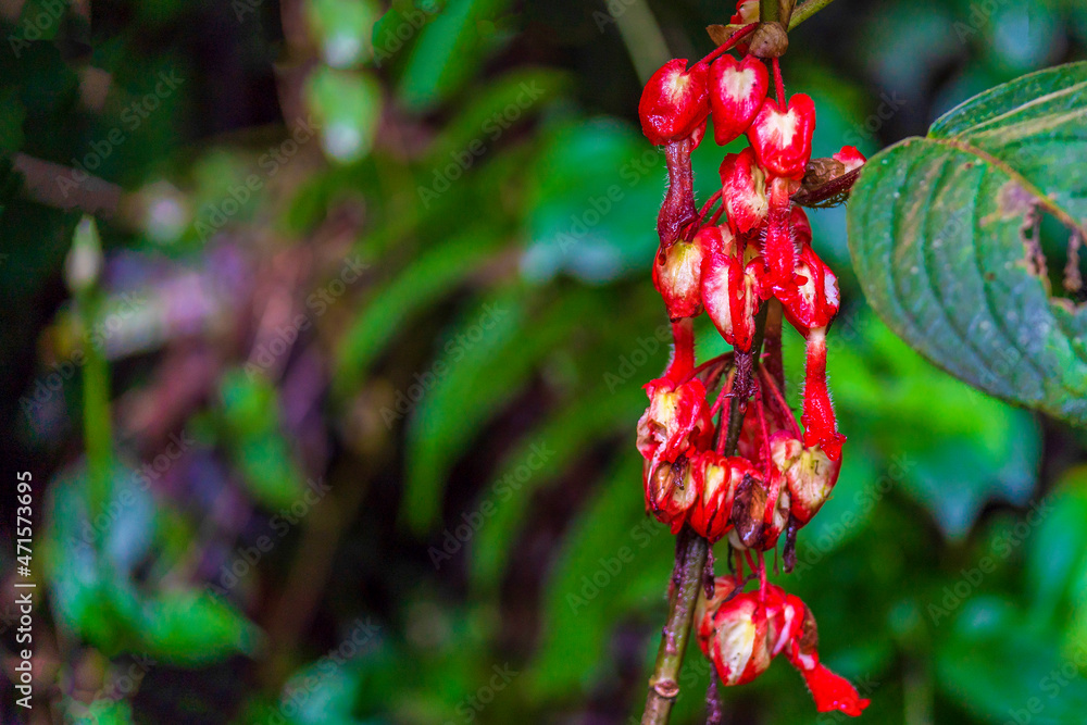 The peculiar plant in the cloud forest known locally as the devil's heart The peculiar plant in the cloud forest known locally as the devil's heart