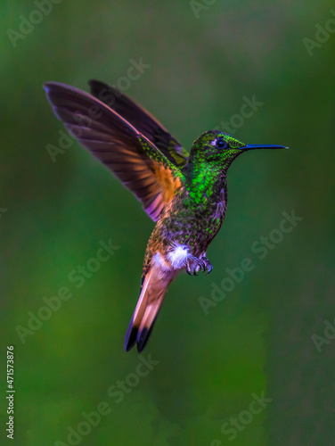Hovering Ecuadorian Hummingbird