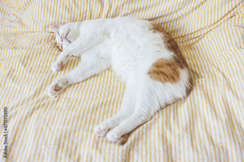 Cute young domestic bicolor orange and white cat sleeps relaxed and happy on soft blanket on bed. Happy relaxed or lazy sleeping cats concept. Close up, selective focus, copy space