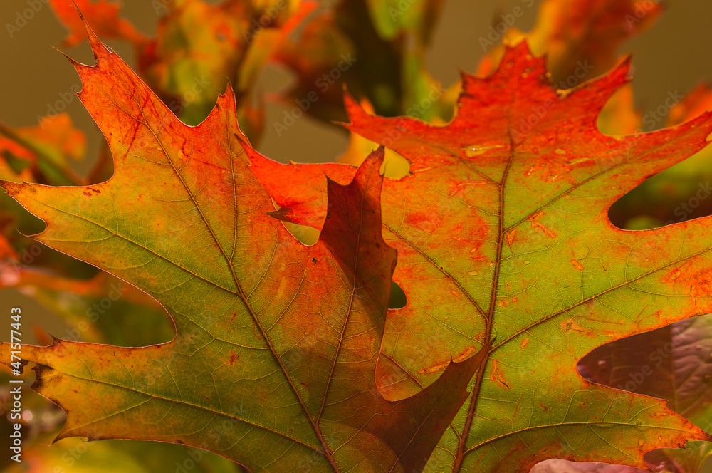 The colors of autumn on the leaves