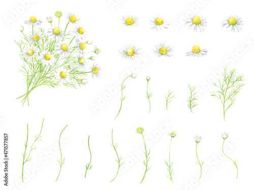 透明水彩で描いたカモミールの花束　ベクター　パーツセット
