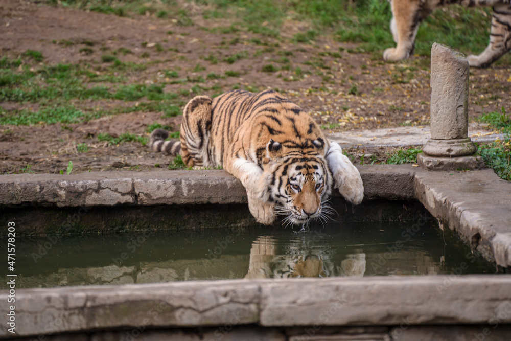 Fototapeta premium Tigre