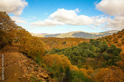Landscape. Chestnut forest in the Genal Valley, Spain. photo