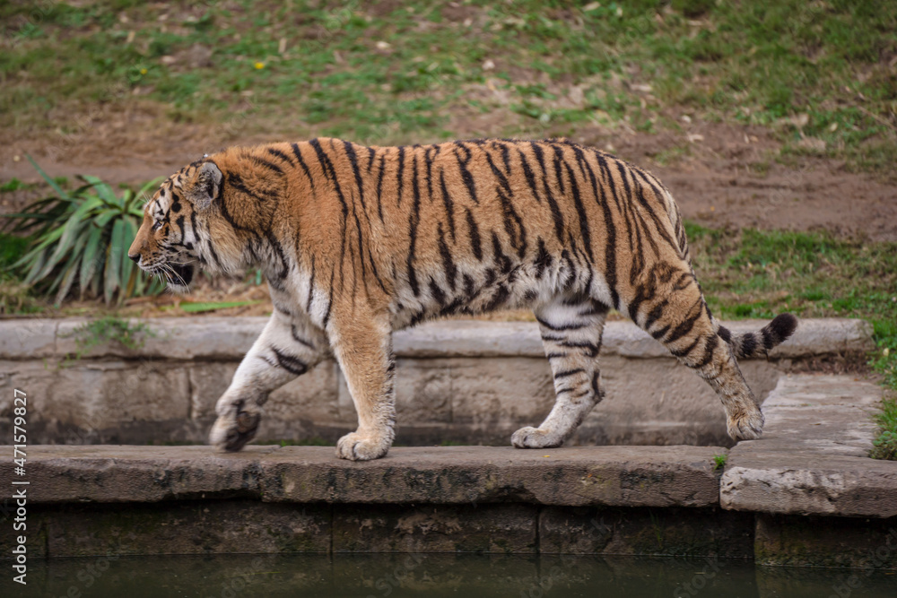 Fototapeta premium Tigre